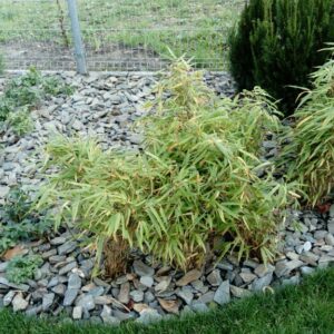 Kora kamienna – sort 30-65 mm