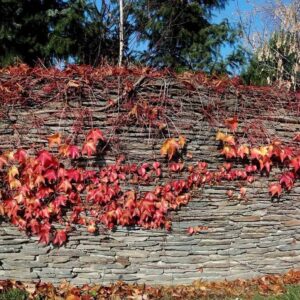 Kamień murowy płytowy