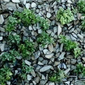 Kora kamienna – sort 18-40 mm