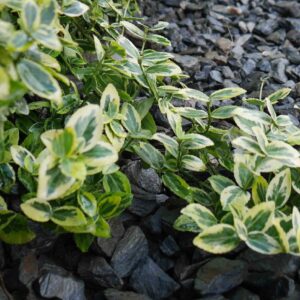 Kora kamienna – sort 18-40 mm